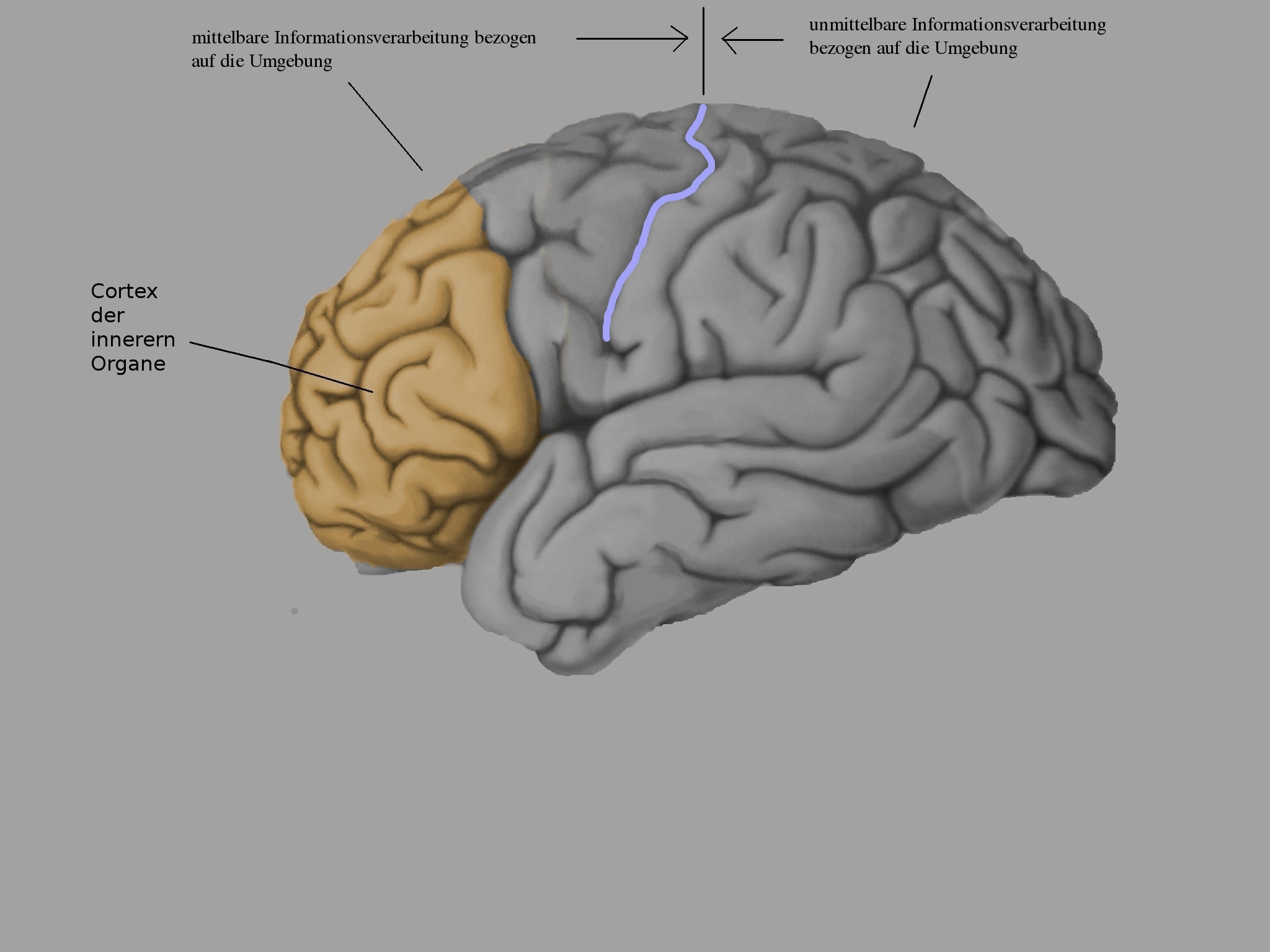 grafische Darstellung mittelbarer und unmittelbarer 
Informationsverarbeitung bezogen auf den Cortex