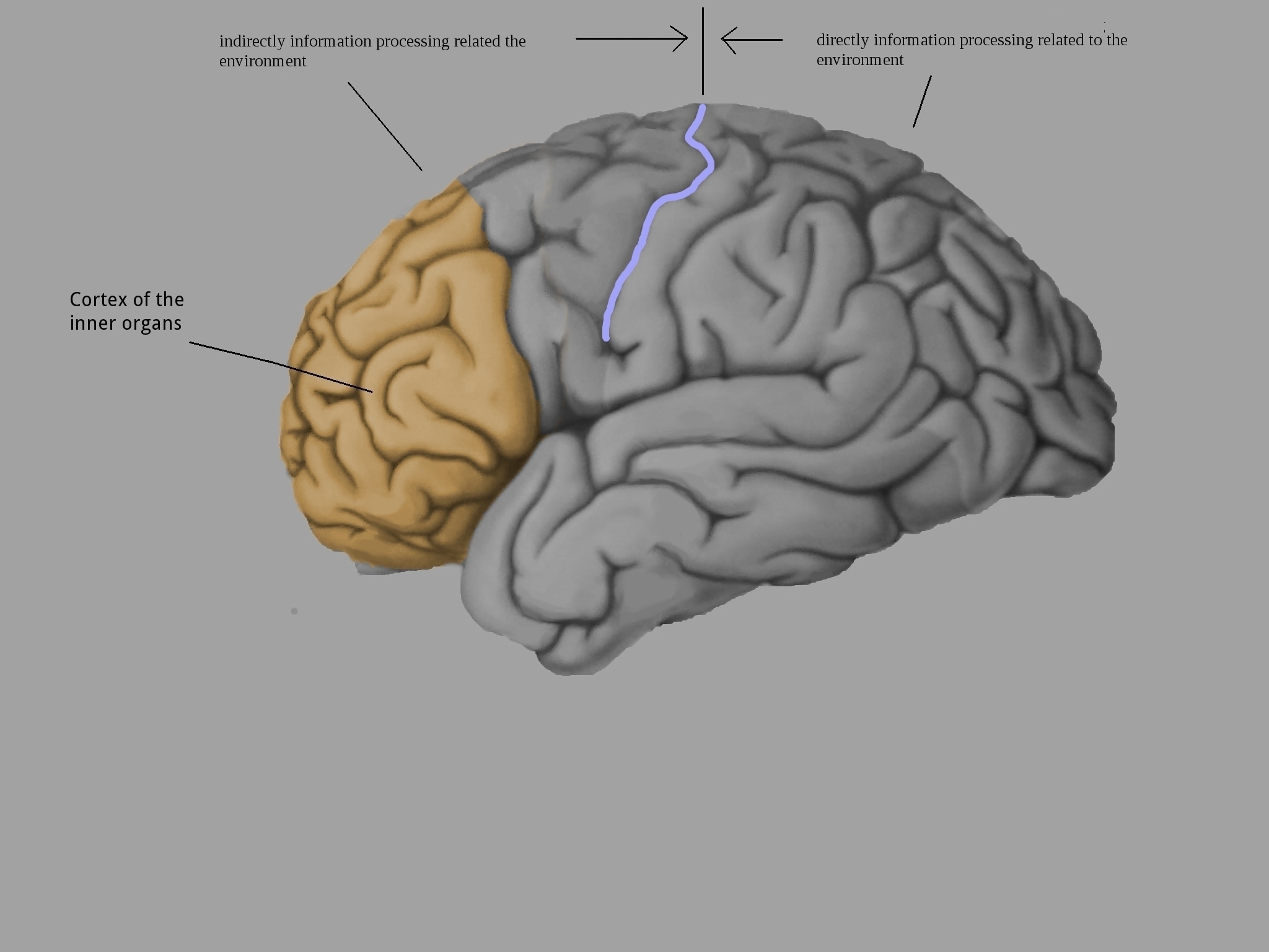 graphical representation of direct and indirect information processing 
based on the cortex