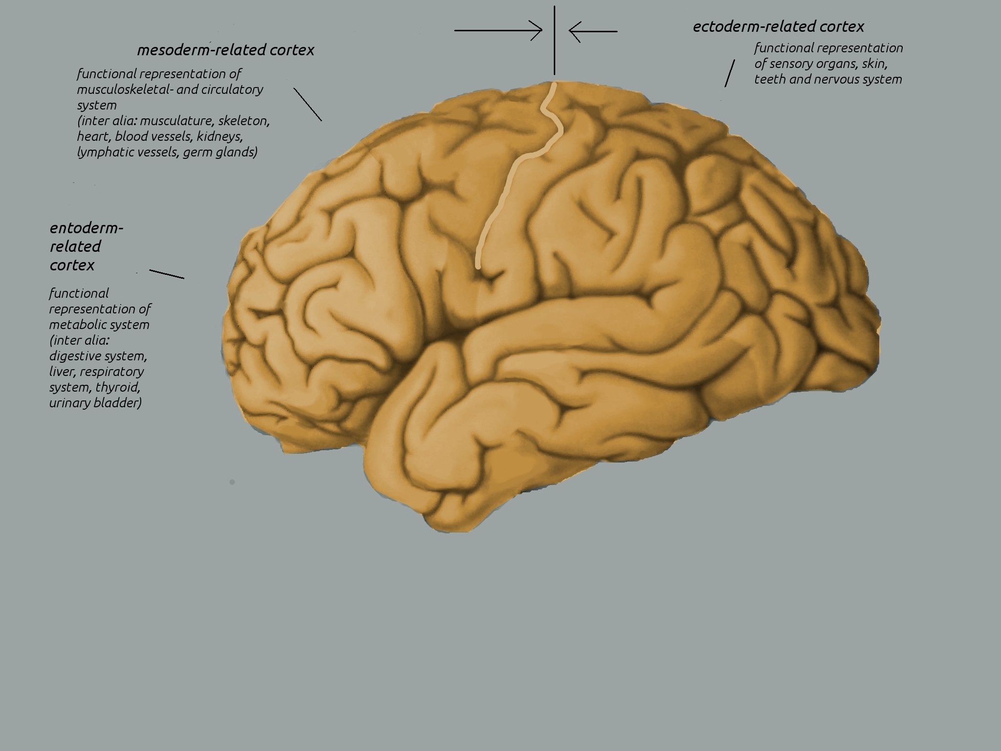 graphic subdivision of the cortex in areas of endoderm, ectoderm
and mesoderm
