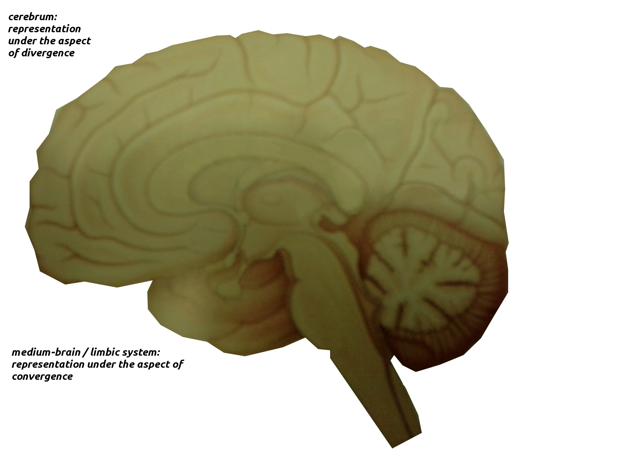 graphical display of convergent and divergent representation
in the brain